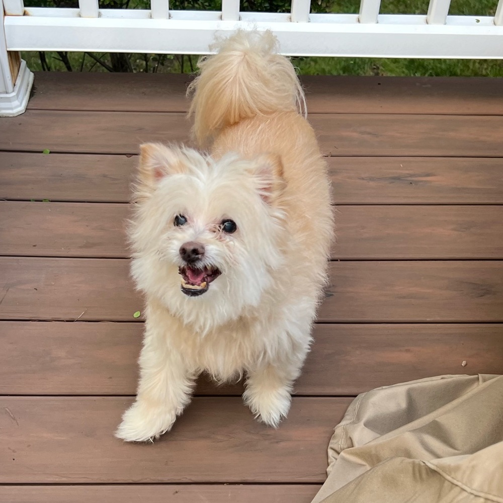 Meet your Posher, Samuel